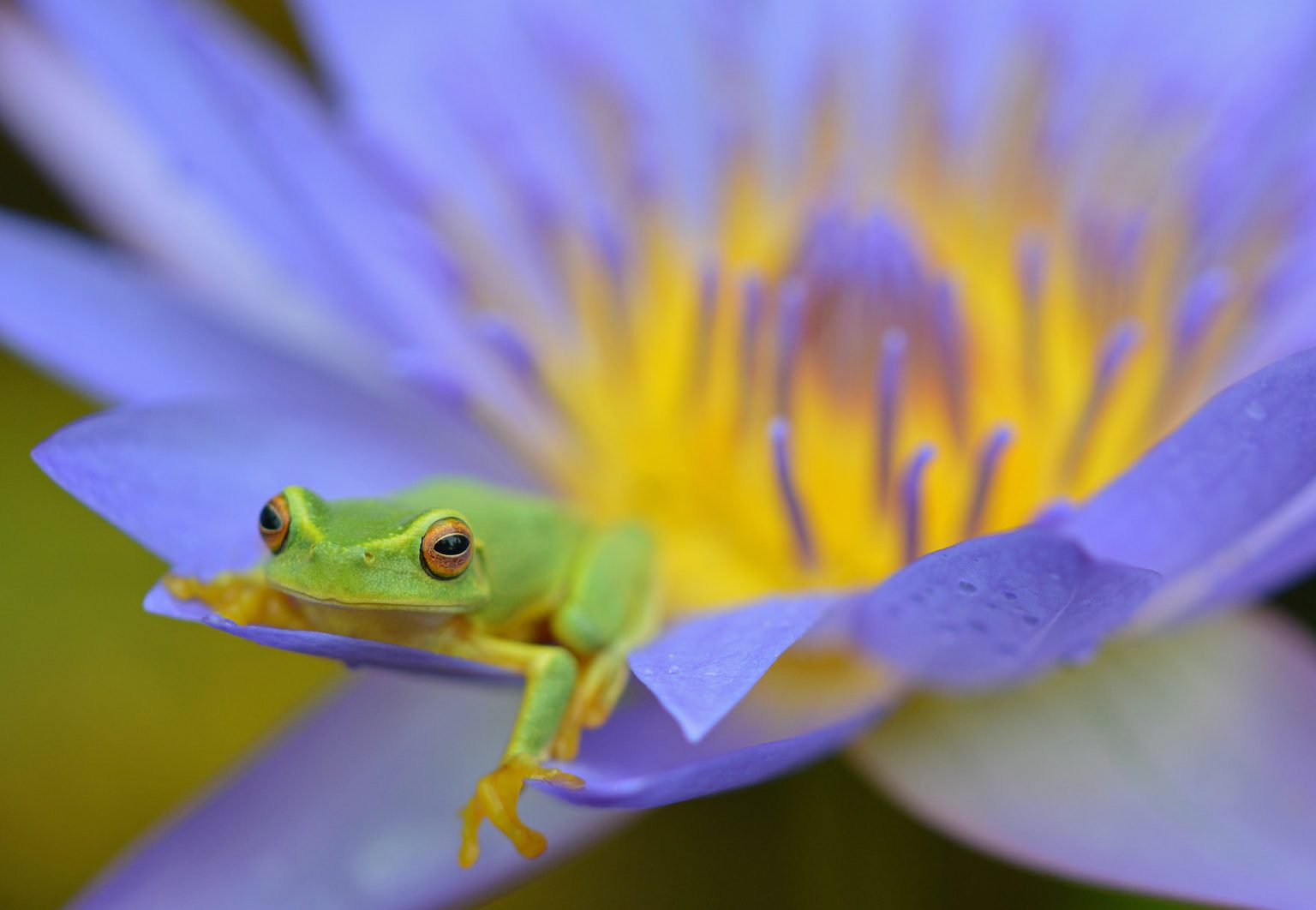 花の上の蛙