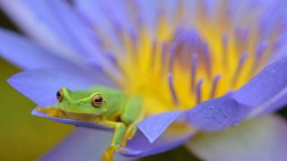 花の上の蛙